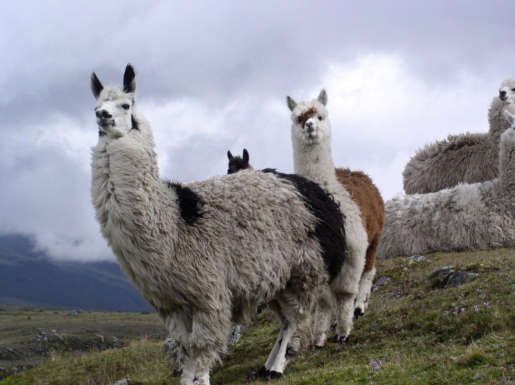 Lamas en ecuador